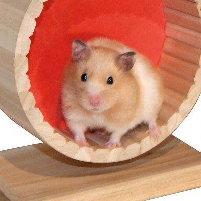 San Antonio Abad Radio - Mascotas