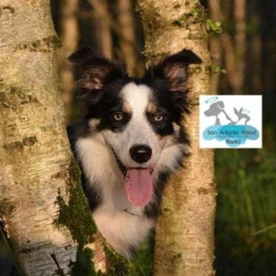 San Antonio Abad Radio - Mascotas