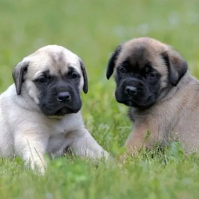 San Antonio Abad Radio - Mascotas