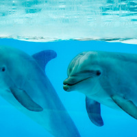 Los Delfines avisan de la caída de economías y purificar espíritus-10 octubre 2021