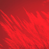 התשובה נישאת ברוח: אש זרה ליום הכיפורים