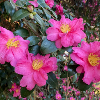 COVID myth 3 Mask wearing