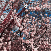 Voyage of Discovery 260