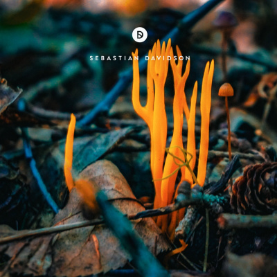 Voyage Of Discovery By Sebastian Davidson