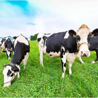 Joel Salatin | Sustainable Agricultural, Factory Farming Fallacies,  The Rural Tsunami