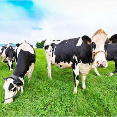 The Higherside Chats Conspiracy Podcast