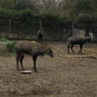  4 Cows died in Islamabad Zoo.