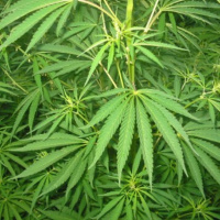 Doctor suggest Narcotic biscuit for a 4-year old boy.