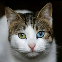 The killing of a cat, Case is filed in Karachi, Pakistan.