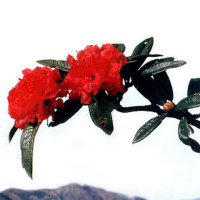 Lalthansangi - Zion ram ngaiin