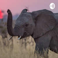 Elephant Poaching and a story behind Poaching