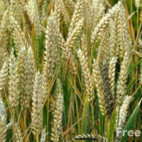 دعوهما ينمياً كلاهما معاً إلى الحصاد - تأمل في مثل الحنطة و الزوان