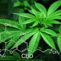 Marijuana Awareness / توعية عن مخاطر الماريجوانا