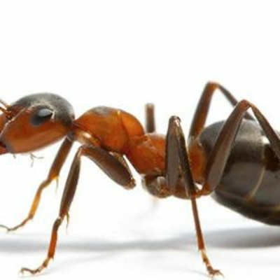 Hymns/bible Study/sermons/general Topics