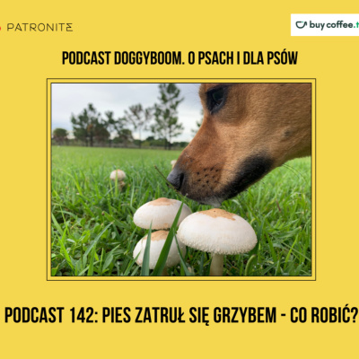 Problemy Behawioralne Psów