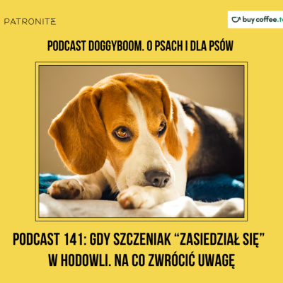 Problemy Behawioralne Psów