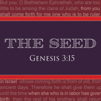 The Seed