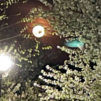 BBFLY Radio Show Real Talk Session