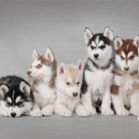 What Every Dog Owner Should Know.