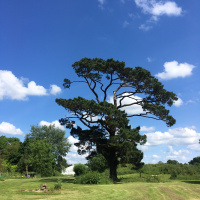 Sitting with your breath meditation