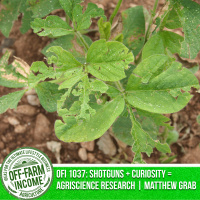 OFI 1037: Shotguns + Curiosity = Agriscience Research | FFA SAE Edition | Matthew Grab | Freeburg Community High School FFA