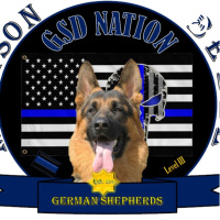 Belgian Malinois Puppies 