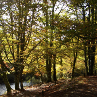 A.M.I. Programa 2: Coaching Estratégico. Compasión y Vulnerabilidad