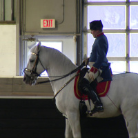 How Lipizzans made their way from Europe to Chicago’s North Side