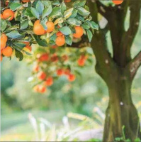 Christian reflections - Being Fruitful in a Babylon Season