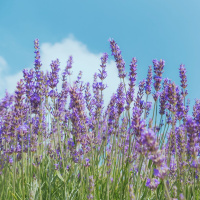 Sounds of Provence | Lavender Fields with Birdsong, Cicadas  Bees