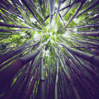 Bamboo Forest Soundscape: Nature Sounds for Sleep  Deep Relaxation