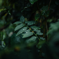 Storm in the Forest: Rain on Leaves  Rolling Thunder for Deep Sleep