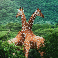 African River Delta for Sleep  Relaxation