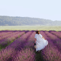 Lavender Dreams | Binaural Beats in Provence for Deep Sleep  Calm