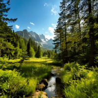 Whispers of the Forest Stream