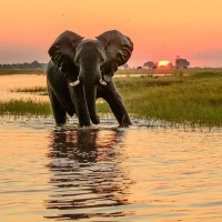 African Sleep Story: The Lost Explorer of the Mkuze River