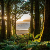 Sleep in the Ancient Forest: New Zealands Wilderness Journey