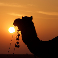 The Sacred Oasis: Guided Sleep Story Through the Desert Night