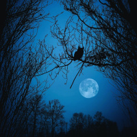 Autumn Forest Night Ambient Sleep Music