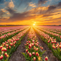 Sleep Meditation through Blooming Spring Fields