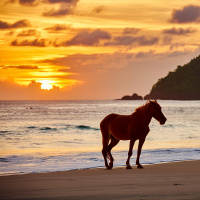 Guided Sleep with Wild Sandalwood Horses