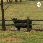 Dougie Carr Podcasts