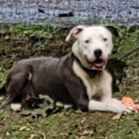 FIDO FRIDAY! Milkshake From Steel City Dog Rescue Is Looking For Her Fur-Ever Home!