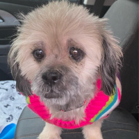 FIDO FRIDAY! Matilda From Paws Across Pittsburgh Is Looking For Her Fur-Ever Home!