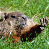 MIC DROP! Should Punxsutawney Phil Retire?