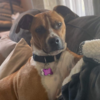 FIDO FRIDAY! Chloe From Bridge To Home Is Looking For Her Fur-Ever Home!