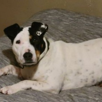 FIDO FRIDAY! Maia From Steel City Dog Rescue Is Still Looking For Her Fur-Ever Home!