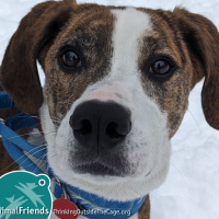 FIDO FRIDAY! Huck From Animal Friends Is Looking For His Fur-Ever Home!