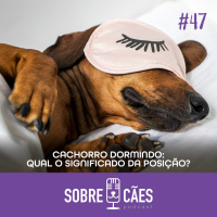 As posições que os cachorros dormem - Tudo sobre Cães