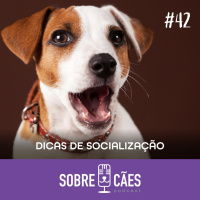 Dicas para Socializar seu cachorro - Tudo sobre Cachorros - Sobre Cães
